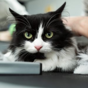 Cat grooming in pet beauty salon. Grooming master cuts and shaves a cat, cares for a cat. The vet uses an electric shaving machine for the cat. The cat's muzzle looks at the camera in close-up.