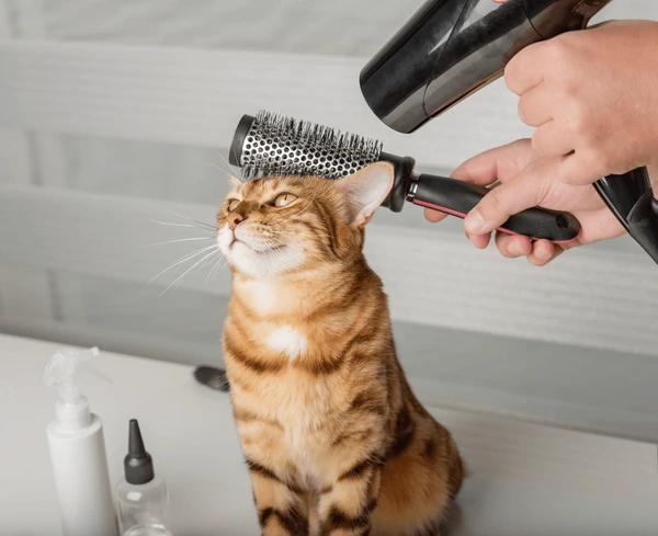 Cat Grooming + Hair Cutting