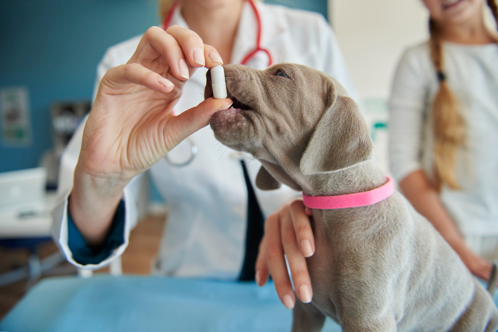 Dog Pharmacy